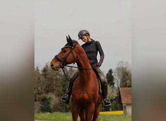 Hannoveraner, Wallach, 13 Jahre, 174 cm, Fuchs