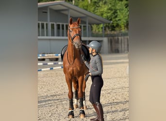Hannoveraner, Wallach, 13 Jahre, 174 cm, Fuchs