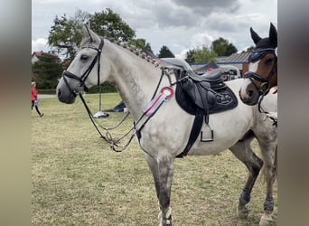 Hannoveraner, Wallach, 13 Jahre, 174 cm, Schimmel