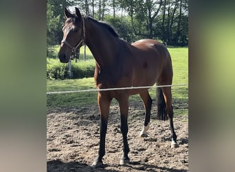 Hannoveraner, Wallach, 13 Jahre, 175 cm, Brauner