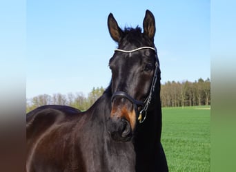 Hannoveraner, Wallach, 13 Jahre, 175 cm, Dunkelbrauner