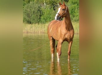 Hannoveraner Mix, Wallach, 13 Jahre, 175 cm, Fuchs