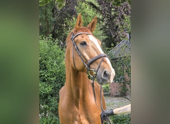 Hannoveraner, Wallach, 13 Jahre, 175 cm, Fuchs