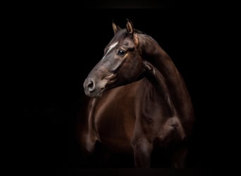 Hannoveraner, Wallach, 13 Jahre, 175 cm, Schwarzbrauner