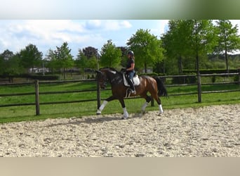 Hannoveraner, Wallach, 13 Jahre, 176 cm, Dunkelbrauner
