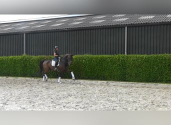 Hannoveraner, Wallach, 13 Jahre, 176 cm, Dunkelbrauner