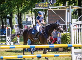 Hannoveraner, Wallach, 13 Jahre, 176 cm, Rappe