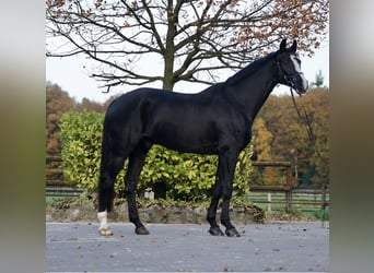 Hannoveraner, Wallach, 13 Jahre, 176 cm, Rappe