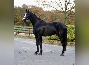 Hannoveraner, Wallach, 13 Jahre, 176 cm, Rappe