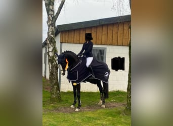 Hannoveraner, Wallach, 13 Jahre, 176 cm, Rappe