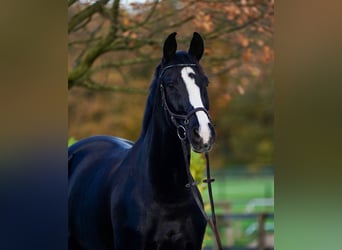 Hannoveraner, Wallach, 13 Jahre, 176 cm, Rappe