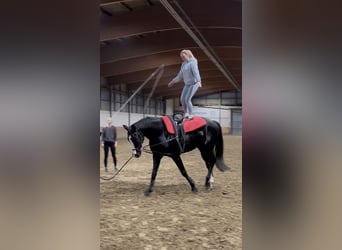 Hannoveraner, Wallach, 13 Jahre, 176 cm, Rappe