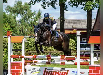 Hannoveraner, Wallach, 13 Jahre, 176 cm, Rappe