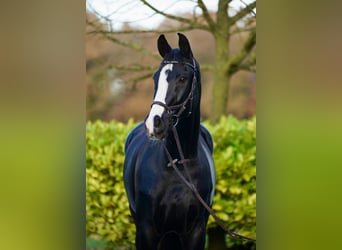 Hannoveraner, Wallach, 13 Jahre, 176 cm, Rappe