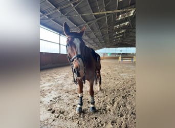 Hannoveraner, Wallach, 13 Jahre, 178 cm, Fuchs