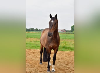 Hannoveraner, Wallach, 13 Jahre, 180 cm, Dunkelbrauner