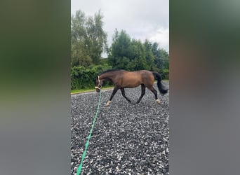 Hannoveraner, Wallach, 13 Jahre, 180 cm, Dunkelbrauner