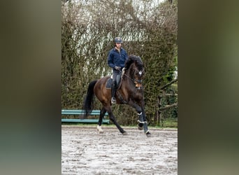 Hannoveraner, Wallach, 13 Jahre, 183 cm, Brauner