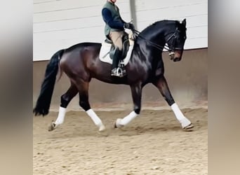 Hannoveraner, Wallach, 13 Jahre, 185 cm, Schwarzbrauner