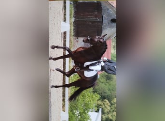 Hannoveraner, Wallach, 13 Jahre, Rappe