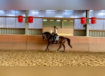 Hannoveraner, Wallach, 14 Jahre, 163 cm, Dunkelbrauner