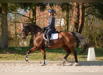 Hannoveraner, Wallach, 14 Jahre, 165 cm, Dunkelbrauner