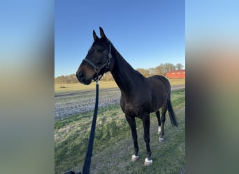Hannoveraner, Wallach, 14 Jahre, 165 cm, Dunkelbrauner