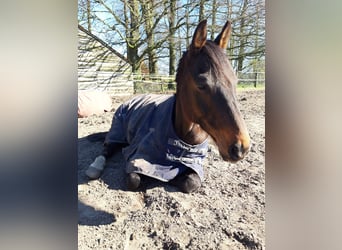 Hannoveraner, Wallach, 14 Jahre, 165 cm, Dunkelbrauner
