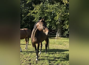 Hannoveraner, Wallach, 14 Jahre, 165 cm, Dunkelbrauner