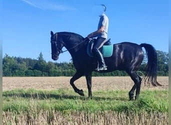 Hannoveraner, Wallach, 14 Jahre, 165 cm, Schwarzbrauner