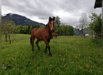 Hannoveraner, Wallach, 14 Jahre, 167 cm, Brauner