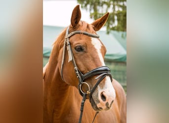 Hannoveraner, Wallach, 14 Jahre, 168 cm, Fuchs