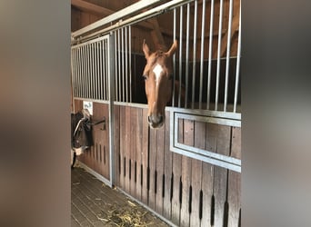 Hannoveraner, Wallach, 14 Jahre, 168 cm, Fuchs