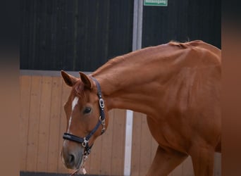 Hannoveraner, Wallach, 14 Jahre, 168 cm, Fuchs