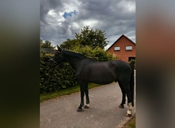 Hannoveraner, Wallach, 14 Jahre, 168 cm, Rappe