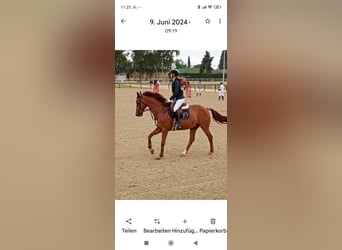 Hannoveraner Mix, Wallach, 14 Jahre, 169 cm, Fuchs