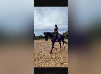 Hannoveraner, Wallach, 14 Jahre, 169 cm, Rappe