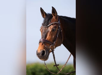 Hannoveraner, Wallach, 14 Jahre, 170 cm, Dunkelbrauner