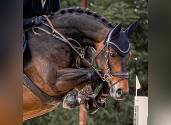 Hannoveraner, Wallach, 14 Jahre, 170 cm, Dunkelbrauner