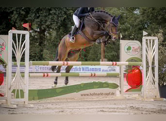 Hannoveraner, Wallach, 14 Jahre, 170 cm, Dunkelbrauner