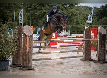 Hannoveraner, Wallach, 14 Jahre, 170 cm, Dunkelbrauner