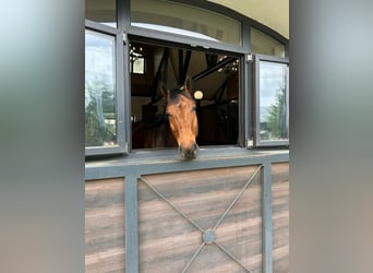 Hannoveraner, Wallach, 14 Jahre, 170 cm, Dunkelbrauner