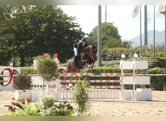 Hannoveraner, Wallach, 14 Jahre, 170 cm, Dunkelbrauner