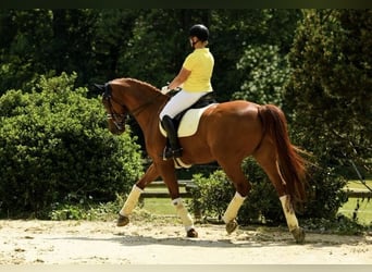Hannoveraner, Wallach, 14 Jahre, 170 cm, Fuchs