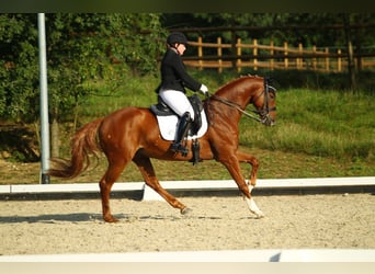 Hannoveraner, Wallach, 14 Jahre, 170 cm, Fuchs