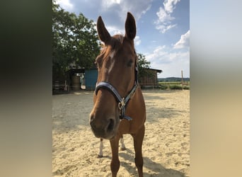 Hannoveraner, Wallach, 14 Jahre, 170 cm, Fuchs