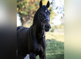 Hannoveraner, Wallach, 14 Jahre, 170 cm, Schwarzbrauner