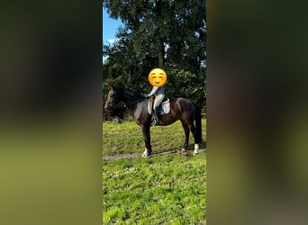 Hannoveraner, Wallach, 14 Jahre, 172 cm, Brauner