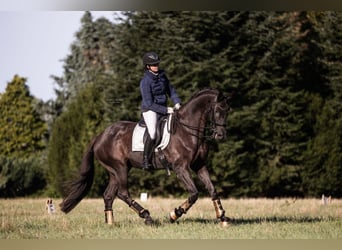 Hannoveraner, Wallach, 14 Jahre, 172 cm, Rappe