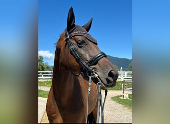 Hannoveraner, Wallach, 14 Jahre, 173 cm, Brauner